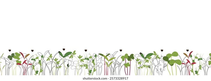 variety microgreens, line art, rectangular design