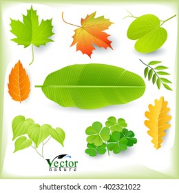 A variety of natural leaves 