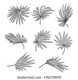 Variety Of Palmetto Leaf Set