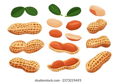 variety of peanuts Raw shelled peanuts of different shapes stand vertically isolated on white background.	