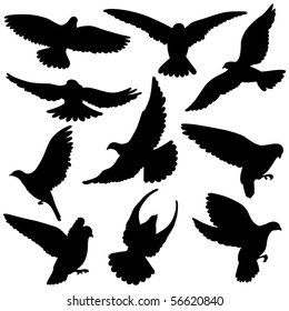Variety of  Pigeon Silhouettes. This Pigeon illustration is perfect for a variety of different design projects.