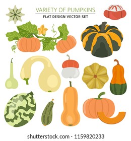 Variety of pumpkins. Flat design set. Vector illustration