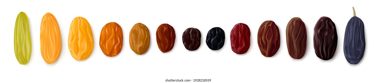 A variety of raisins. Row of dried grapes in different colors and sizes. White background. Top view. Realistic vector illustration