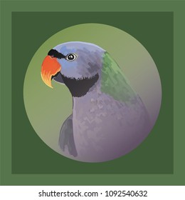 A variety of ringed parrots. Pets. Brightly colored birds.