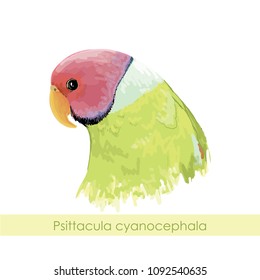 A variety of ringed parrots. Pets. Brightly colored birds.