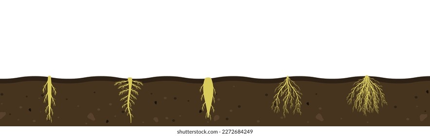 Variety of root systems in soil. Vector illustration of black soil section. Visual aid of fibrous and taproot rhizomes of plants