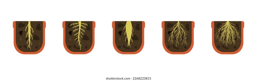 Variety of root systems. Vector illustration of cut of the soil of flower pot. Rhizome of houseplant.