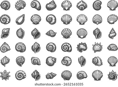 Uma variedade de conchas exibidas em um padrão de matriz que representa o oceano e a praia com intrincadas linhas de arte e design