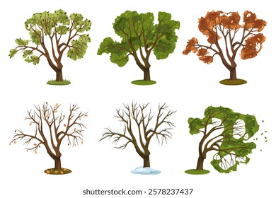 Variety of vector oak trees. Set of distinct forest or wood plant. Trunk with foliage and branches, crown. Natural and rural scenery or landscape, woodland element. Nature and garden, biology, botany.