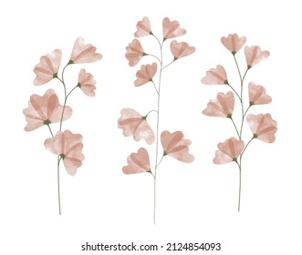 Variety of watercolor trendy flowers. Vector illustration for web, app and print. Elegant feminine shapes floristic isolated sweet peas  flowers. Garden, botanical, minimalistic floral set.