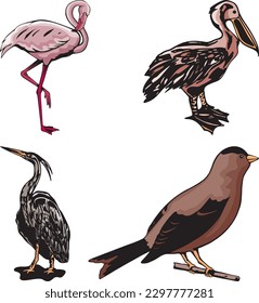 A variety of wildlife birds featuring one of them being a egret and pelican vector.