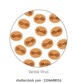 Variola virus and smallpox, and pathogenic bacteria. Bacterial microorganism. Microbiology, infographic.