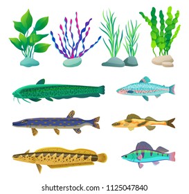 Various algae type, predatory and aquarium fish rare and common specie variegation. Multicolored marine inhabitants vector illustration on white.