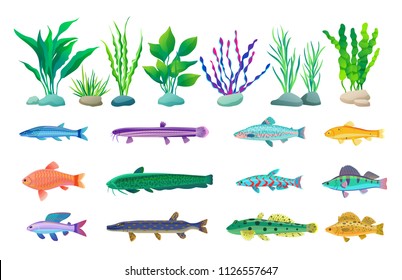 Various algae type, predatory and aquarium fish rare and common specie variegation. Multicolored marine inhabitants vector illustration on white.