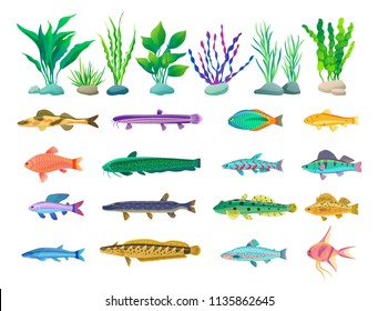 Various algae type, predatory and aquarium fish rare and common specie variegation. Multicolored marine inhabitants vector illustration on white.