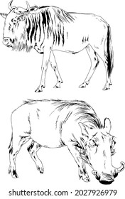 various animals, antelope and pig warthog, drawn without a background, realistic sketches