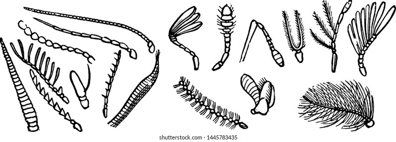 Various Antennae, vintage engraved illustration.