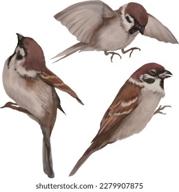 Various appearances of sparrows. Isolated on white background.