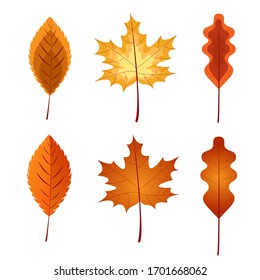 Various autumn leaves isolated on white background,