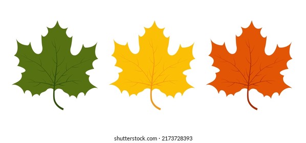 Various autumn leaves on white background. Vector illustration autumn fallen leaves. Leaf in red, yellow, and green colors. Autumn background.