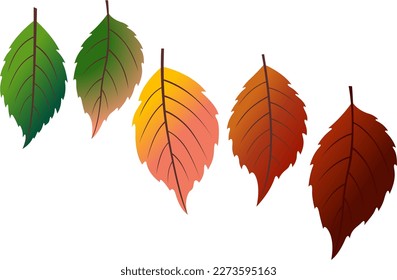 Various autumn leaves on white background. Vector illustration realistic autumn fallen leaves. Leaf cycle in red, yellow, and green colors. Autumn background.