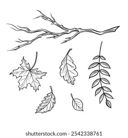 Various autumn leaves. Set sketches. Vector graphic line illustrations, hand drawn isolated. Black and white doodle of foliage. Forest plant, nature concept. Clipart for logo, card, sticker, wrapping.