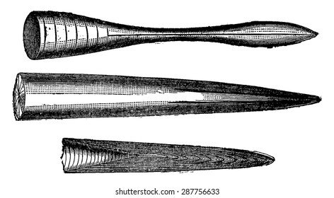 Various beaks of Jurassic belemnites, vintage engraved illustration. Earth before man  1886.