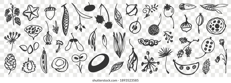 Various beans flowers and cones doodle set
