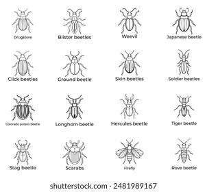  Various Beetles in Detailed Line Art