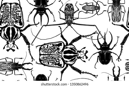 Various beetles on white background. Beetle rhino, harlequin, goliath and others insect. Seamless pattern. Black and white sketch. Realistic drawing bug. For fabrics, summer textiles, wallpaper, paper