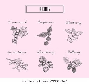 Various berries. Berry collection. Berry set. Vector illustration. sketch