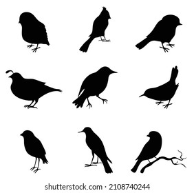 various Bird Silhouette Vector Illustration