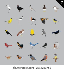 Various Birds Cartoon Vector Illustration 7