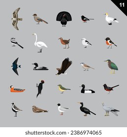 Various Birds Cartoon Vector Illustration 11