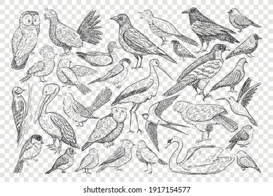 Various birds on nature doodle set