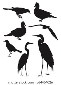 Various Birds Silhoutte