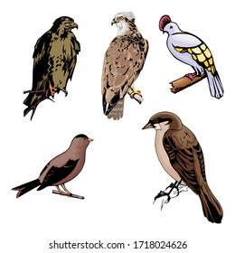 Various Birds Vector Illustration Template  Design Collection Set part 2