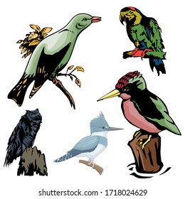 Various Birds Vector Illustration Template  Design Collection Set part 3
