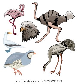 Various Birds Vector Illustration Template  Design Collection Set. 