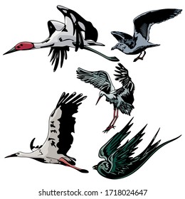Various Birds Vector Illustration Template  Design Collection Set part 9 