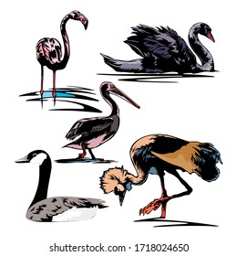 Various Birds Vector Illustration Template  Design Collection Set part 8
