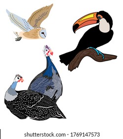 Various birds vector set illustration of toucan owl guinea fowl