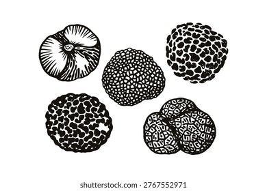 Various black truffles whole and sliced showing inside. Gourmet mushroom delicacy, earthy ingredient, food illustration, background.