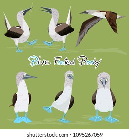 Various Blue-footed booby birds isolated