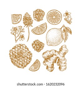 Various botanical elements. Honey, flower, citrus clices, ginger. Vector illustration