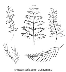 Various branches drawn in pencil and charcoal vector illustration