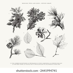 Verschiedene Zweige, Zweige und Leave Line Art Illustrationen - Buckthorn, Yew Branch, Cornish Elm Leaf, Scotch Tanne und mehr