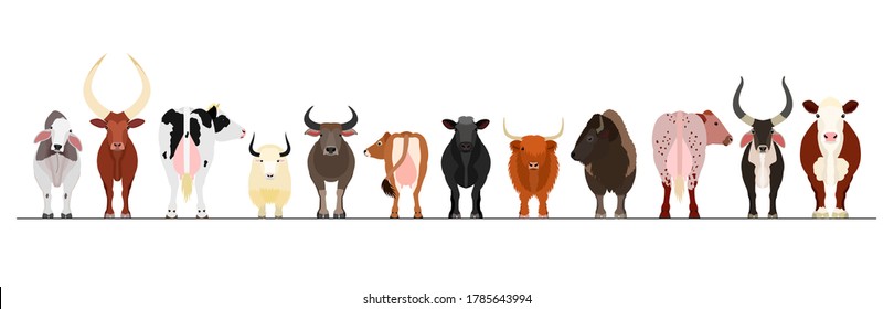 various breeds of cattle border