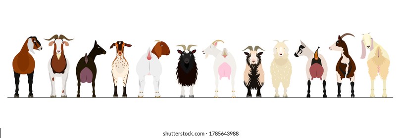 various breeds of goats border