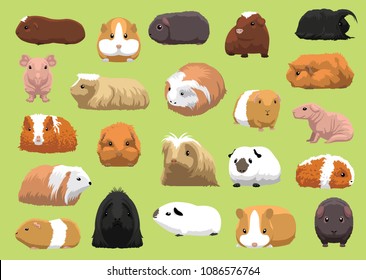 Various Breeds Guinea Pig Cartoon Vector Illustration